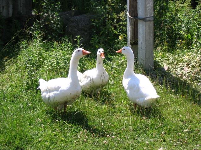 Podkarpatská Rus 2006 - přechod poloniny Boržava - 143